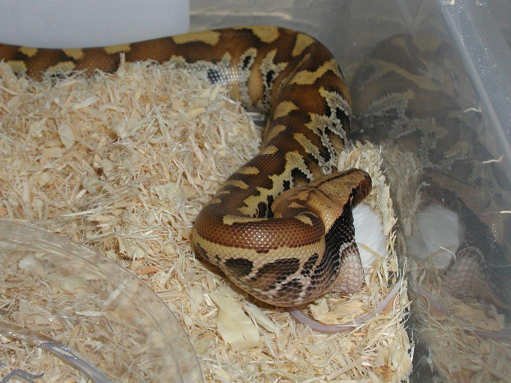 blood python 2